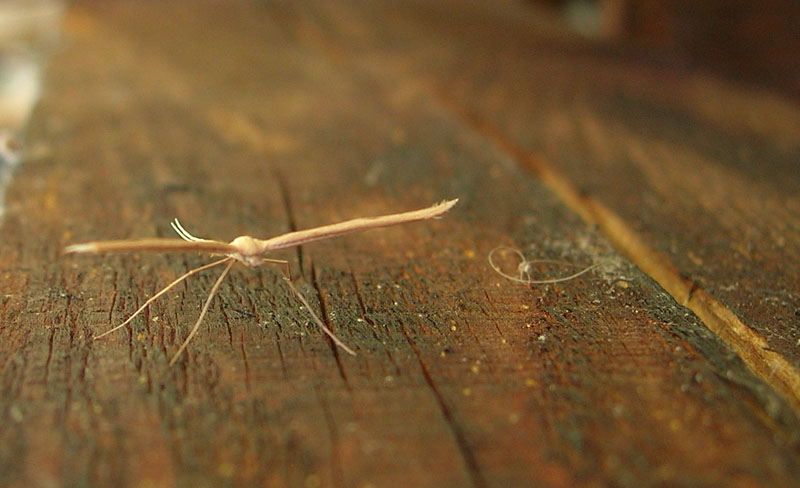 Emmelina monodactyla - Pterophoridae.......dal Trentino
